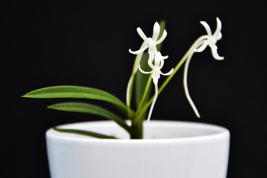 Neofinetia falcata tipo 'Amami Island' 奄美