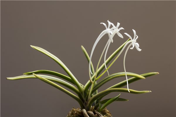 Neofinetia falcata 'Gojo Fukurin' 御城覆輪