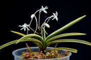 Neofinetia falcata 'Higashidemiyako' 東出都