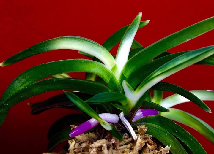 Neofinetia falcata 'Homeiden' 豊明殿