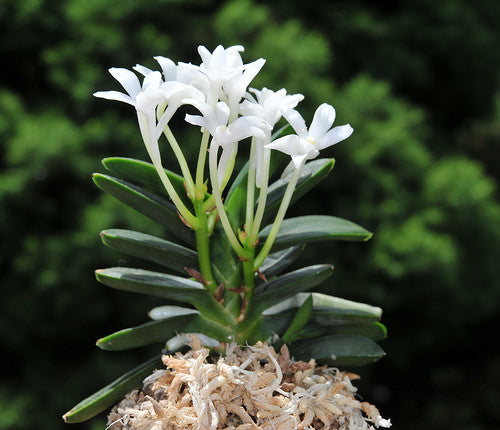 Neofinetia falcata 'Kabutomaru'
