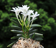 Neofinetia falcata 'Kabutomaru'