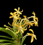 Carica l&#39;immagine nel visualizzatore Galleria, Neofinetia falcata &#39;Kibana Fuuran&#39; 黄花風蘭
