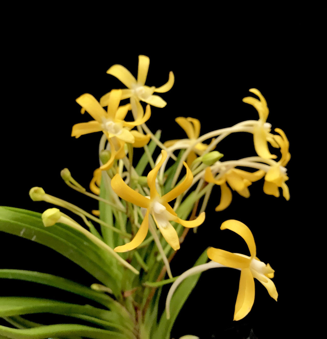 Neofinetia falcata 'Kibana Fuuran' 黄花風蘭