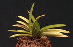 Load image into Gallery viewer, Neofinetia falcata 'Kinroukaku'