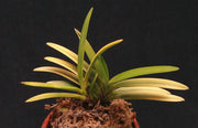 Neofinetia falcata 'Kinroukaku'