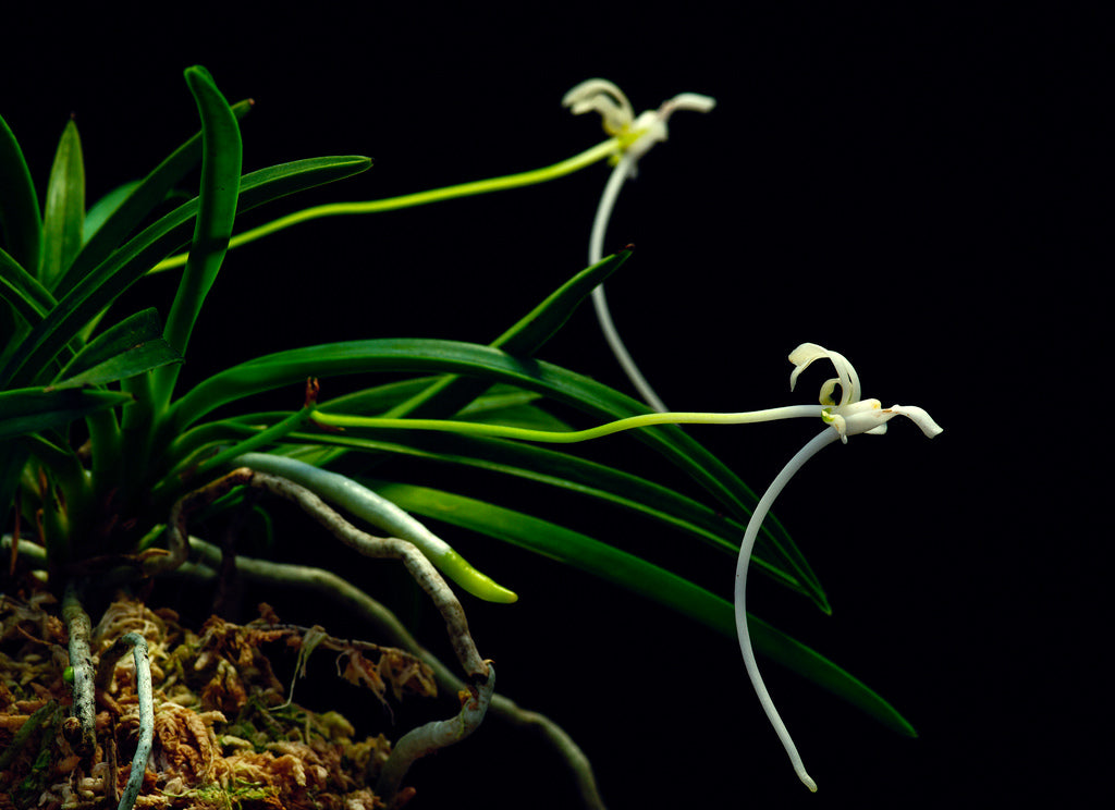 Neofinetia falcata 'Kochō no Mai' 胡蝶の舞