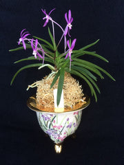 Neofinetia falcata cv. Koto