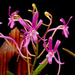 Carica l&#39;immagine nel visualizzatore Galleria, Neofinetia falcata cv. Koto
