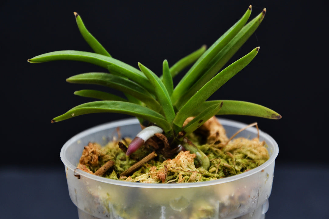 Neofinetia falcata 'Raizan'