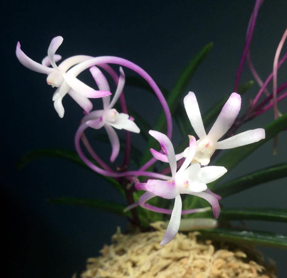 Neofinetia falcata 'Raizan' 雷山
