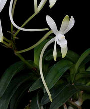 Neofinetia falcata 'Suikaden'