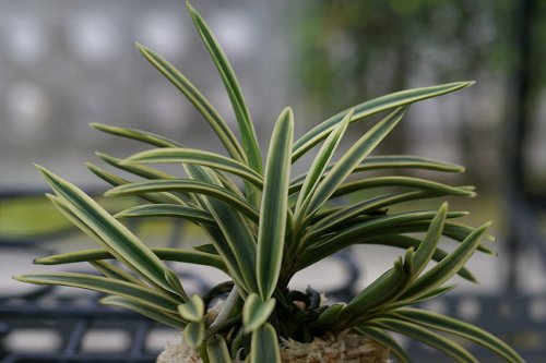 Neofinetia falcata 'Surugafukurin' 駿河覆輪