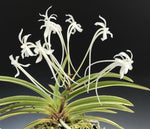 Load image into Gallery viewer, Neofinetia falcata &#39;Surugafukurin&#39; 駿河覆輪
