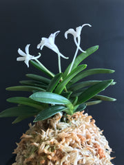 Neofinetia falcata 'Tamakongo'