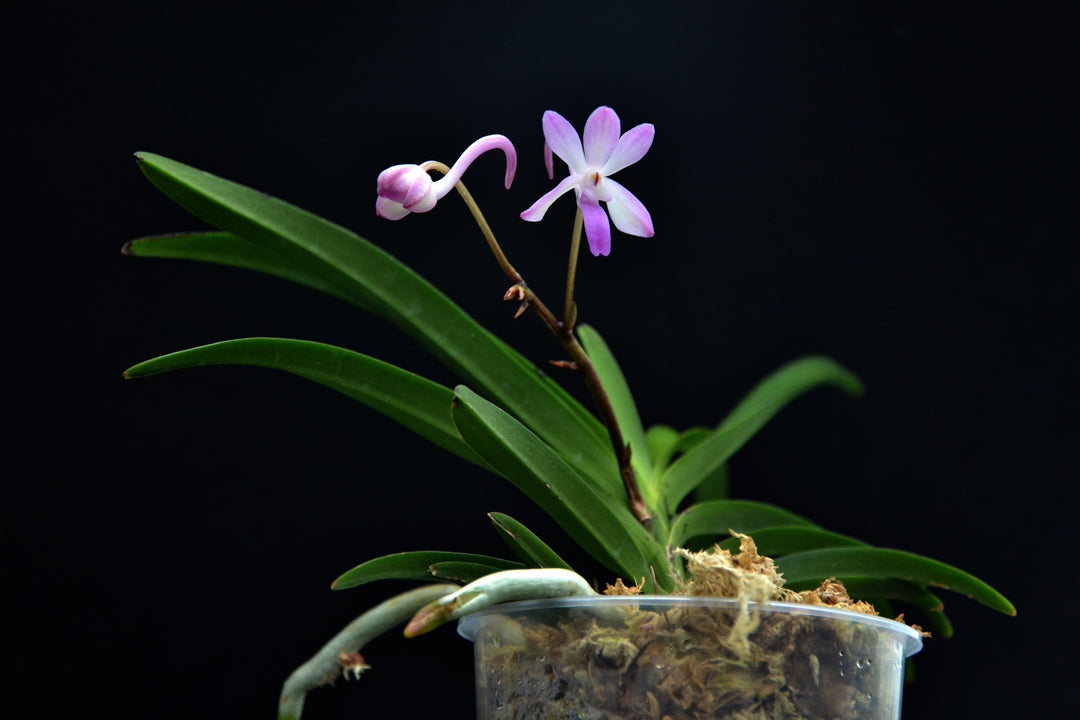 Neostylis Lou Sneary 'Pink' (Neofinetia falcata x Rhynchostylis coelestis pink)
