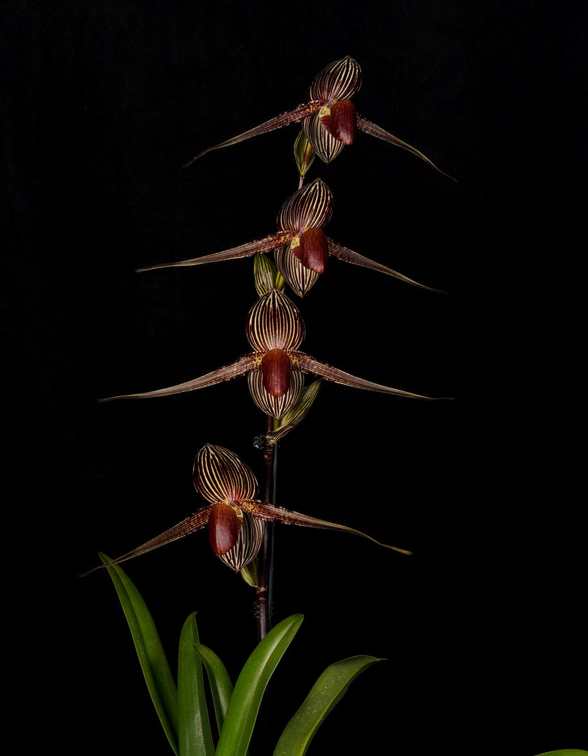 Paphiopedilum rothschildianum x sib ('Man of War' x 'Hidemi') - Orchid Inn, Ltd.