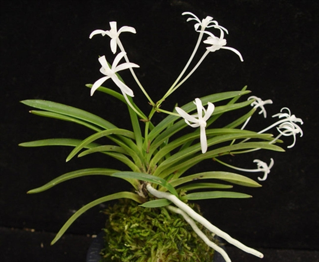 Neofinetia falcata 'Hoshiguruma' 星車