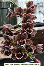 Load image into Gallery viewer, Fredclarkeara After Dark 'Sunset Valley Orchids' FCC/AOS