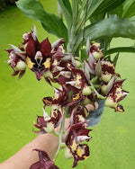 Carica l'immagine nel visualizzatore Galleria, Catasetum Kidney Bean Jamie's 'Golden Eyes'