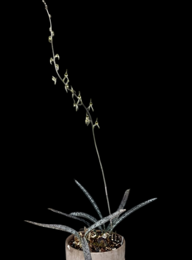 Oeceoclades spathulifera