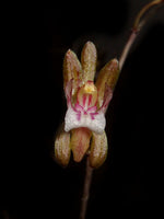 Carica l'immagine nel visualizzatore Galleria, Oeceoclades roseovariegata