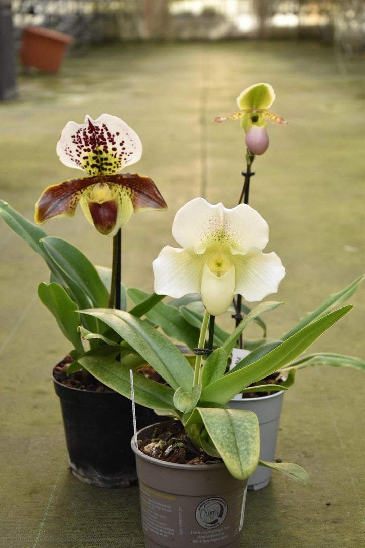 OFFERTA PAPHIOPEDILUM