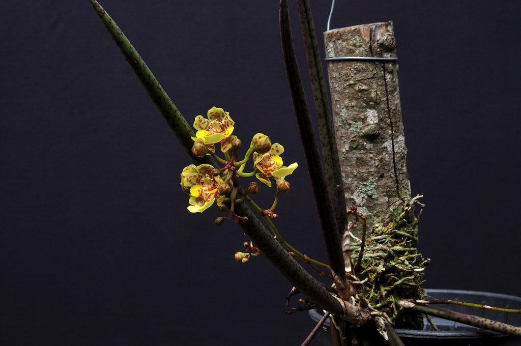 Oncidium cebolleta