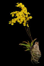 Carica l&#39;immagine nel visualizzatore Galleria, Zelenkoa onusta (syn. Oncidium onustum)
