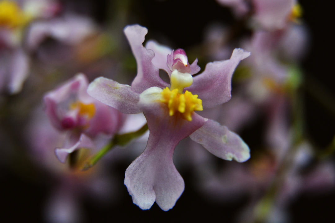 Oncidium ornithorhynchum syn. sotoanum