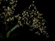 Oncidium phymatochilum