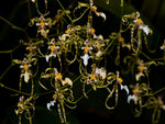 Load image into Gallery viewer, Oncidium phymatochilum