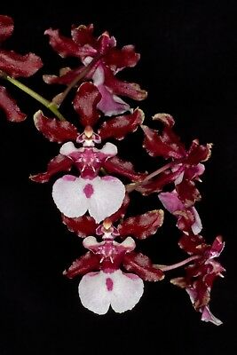 Oncidium Sharry Baby