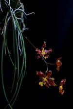 Load image into Gallery viewer, Oncidium stacyi
