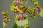 Carica l&#39;immagine nel visualizzatore Galleria, Oncidium Margareth Chenoweth (O. aurisasinorum x O. Lanceanum)
