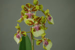 Carica l&#39;immagine nel visualizzatore Galleria, Oncidium Margareth Chenoweth (O. aurisasinorum x O. Lanceanum)
