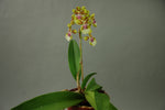 Carica l&#39;immagine nel visualizzatore Galleria, Oncidium Margareth Chenoweth (O. aurisasinorum x O. Lanceanum)
