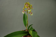 Oncidium Margareth Chenoweth (O. aurisasinorum x O. Lanceanum)