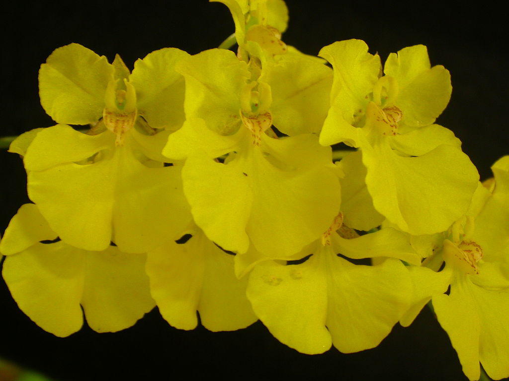 Zelenkoa onusta (syn. Oncidium onustum)