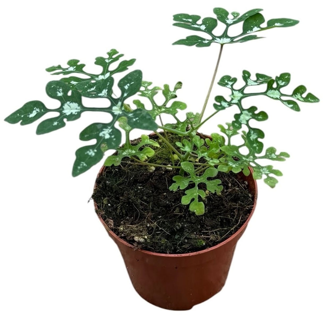 Adenia perrieri