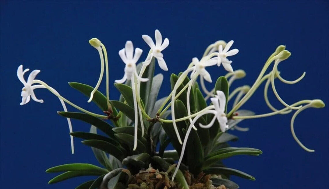 Neofinetia falcata 'Ootakamaru' 大鷹丸
