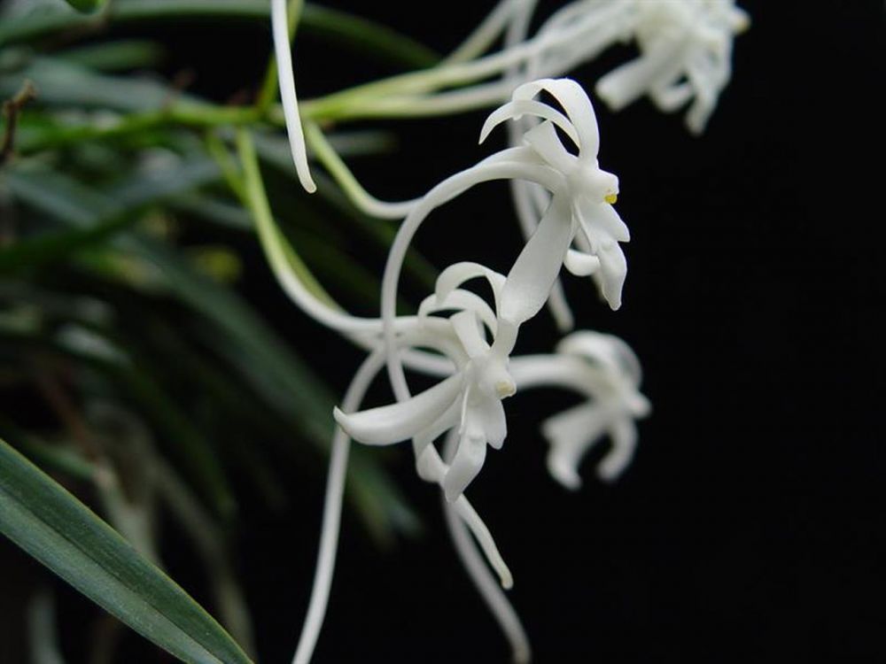 Neofinetia falcata 'Ootakamaru' 大鷹丸