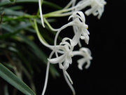 Neofinetia falcata 'Ootakamaru' 大鷹丸