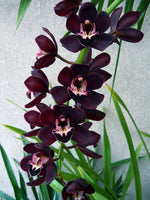 Carica l&#39;immagine nel visualizzatore Galleria, Cymbidium Kiwi Midnight &#39;Geyserland&#39;
