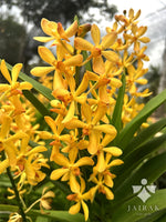 Load image into Gallery viewer, Vanda MV Tannins