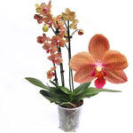 Carica l&#39;immagine nel visualizzatore Galleria, Phalaenopsis Sunset Love
