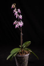 Carica l&#39;immagine nel visualizzatore Galleria, Phalaenopsis Orchidom Nancy (Phalaenopsis pulcherrima × Phalaenopsis stobartiana)
