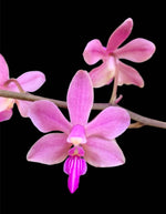Carica l&#39;immagine nel visualizzatore Galleria, Phalaenopsis Orchidom Nancy (Phalaenopsis pulcherrima × Phalaenopsis stobartiana)
