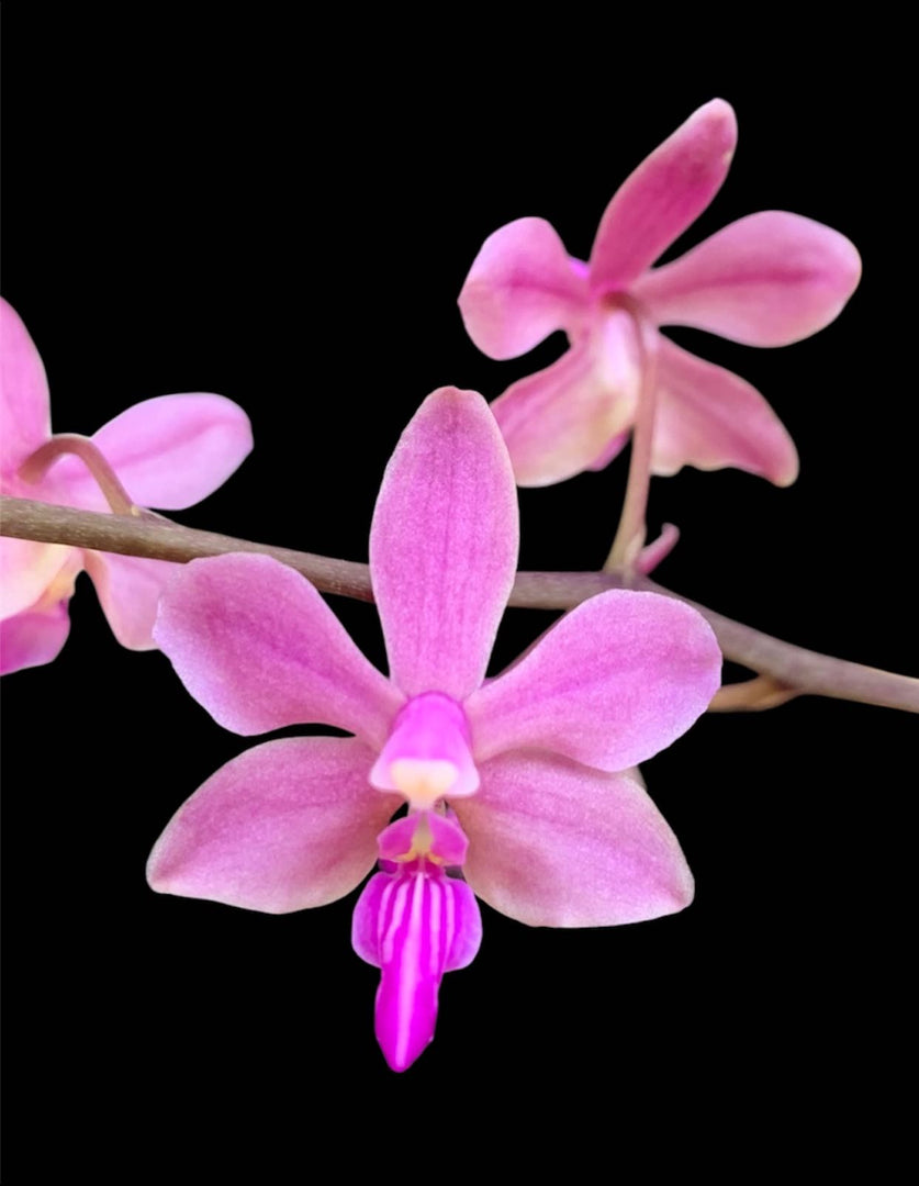 Phalaenopsis Orchidom Nancy (Phalaenopsis pulcherrima × Phalaenopsis stobartiana)