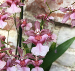 Load image into Gallery viewer, Oncidium Rosy Sunset 'Pacific Sunset'
